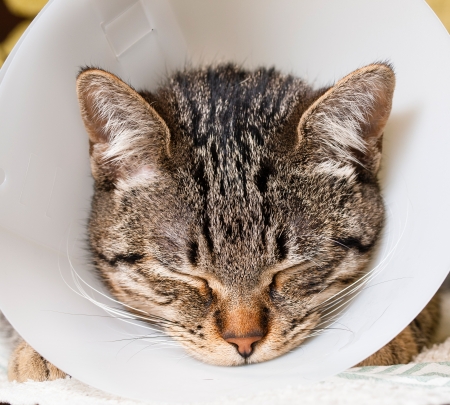 Veterinary care at Callanan Veterinary Group