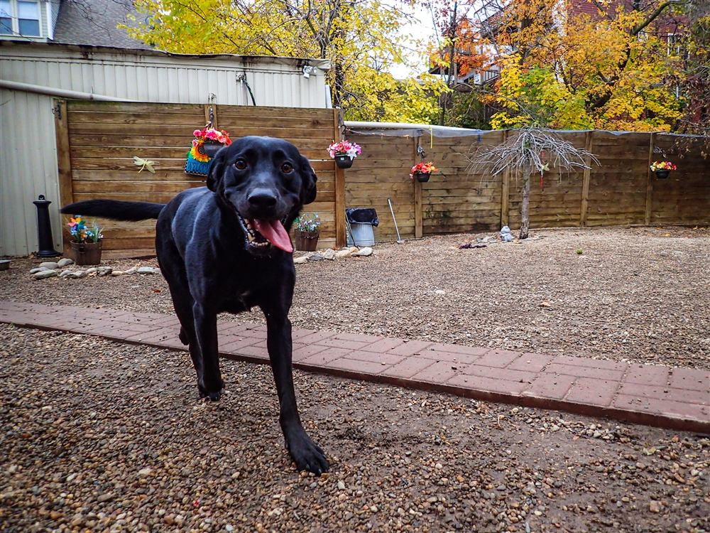 A black Labrador trotting toward the camera with a big smile