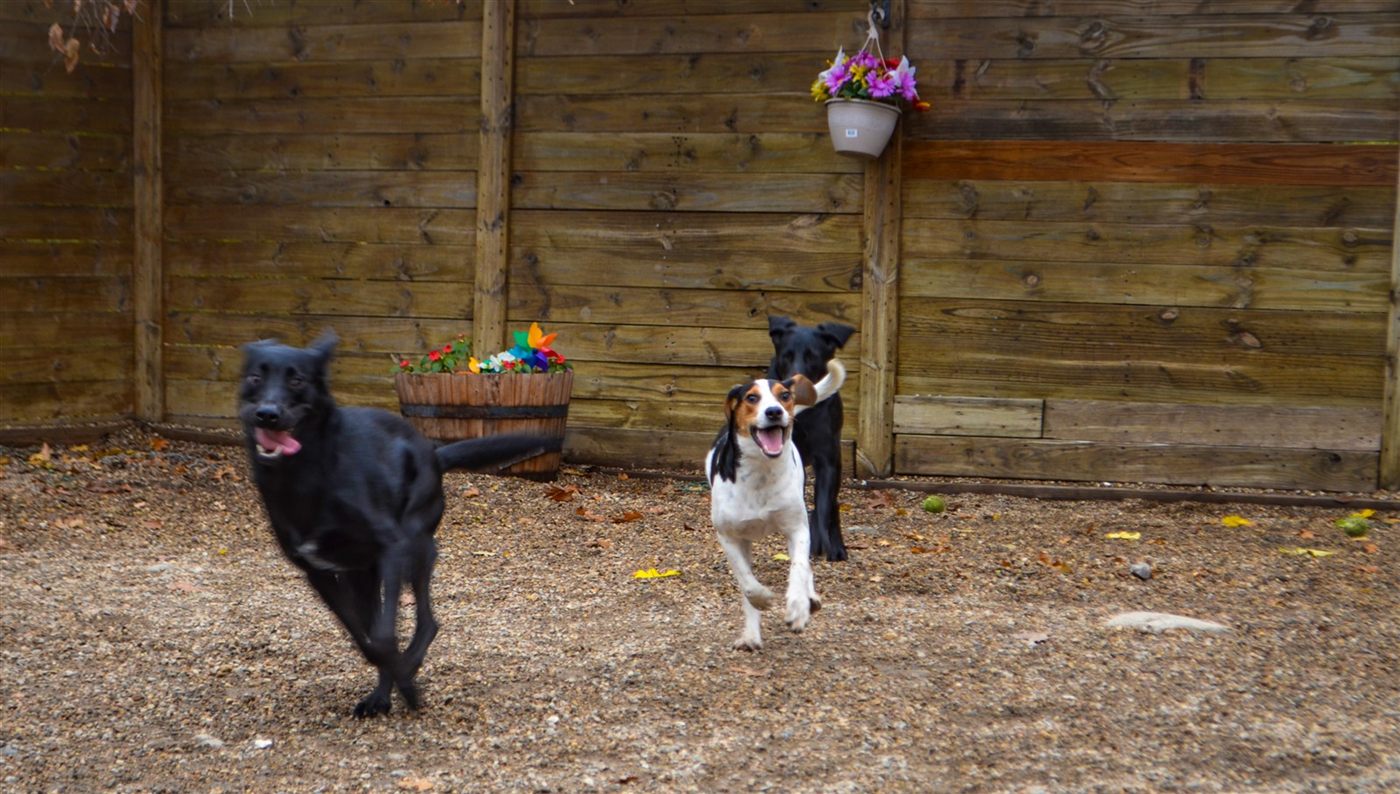 A black Labrador and a hound mix running toward the camera in the play yard