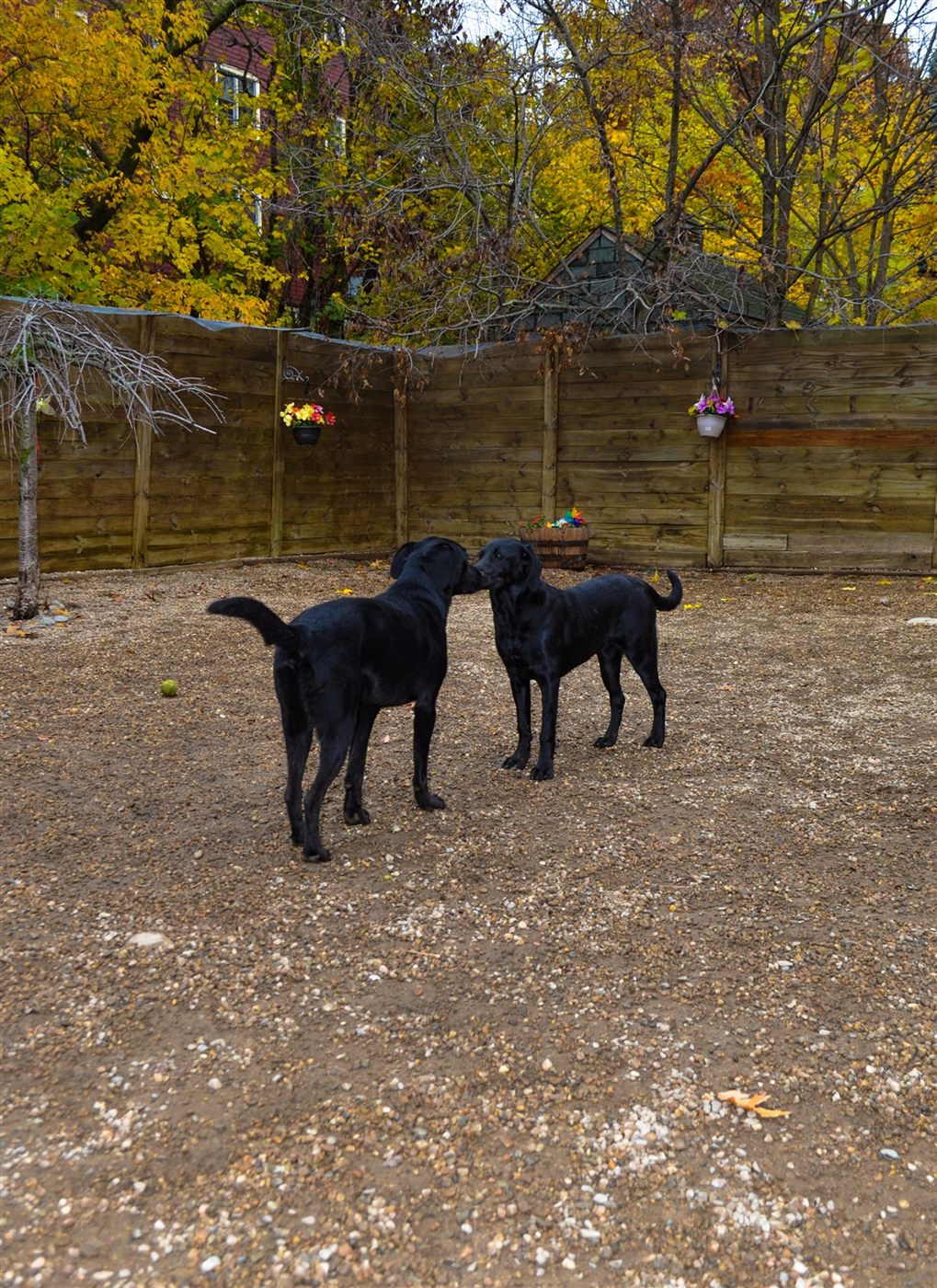 Two black Labradors side by side in the fenced Neponset play yard in autumn