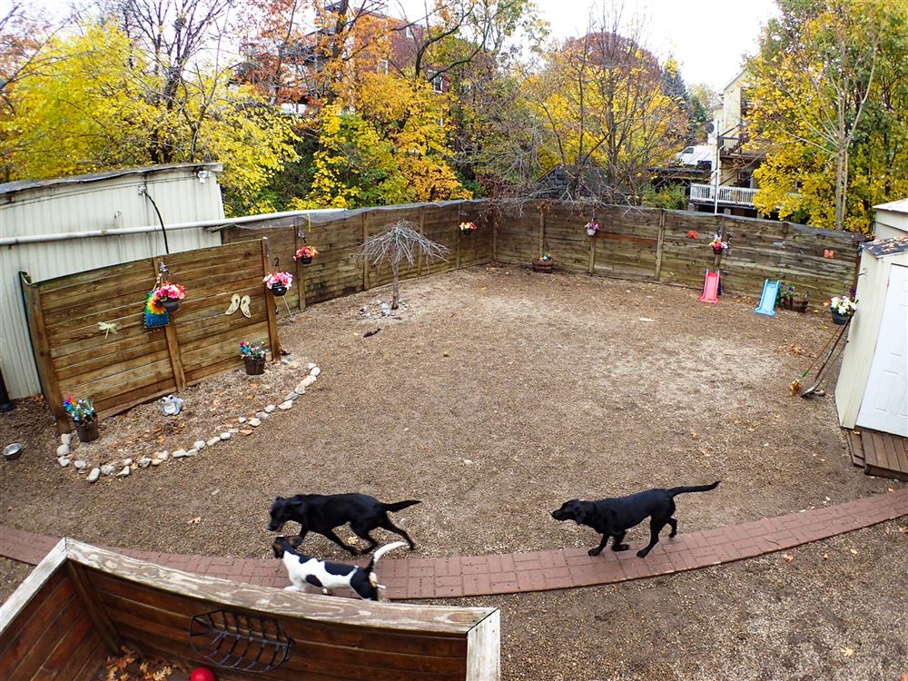 The Neponset play yard with dogs playing, fall trees behind the fence