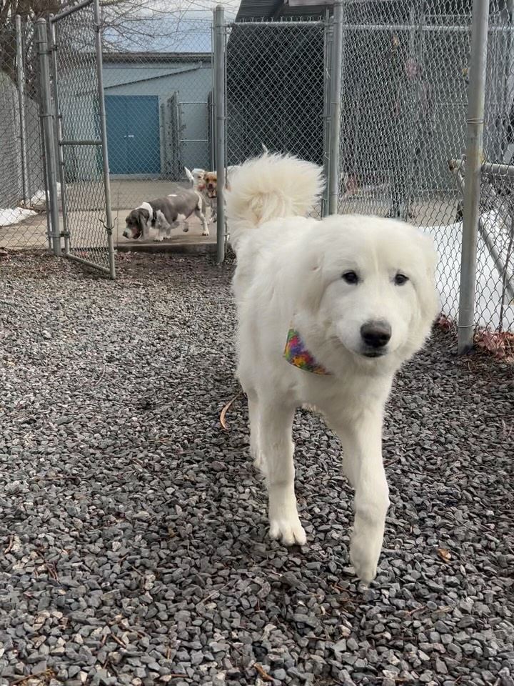A white fluffy dog walking past the outdoor kennel runs