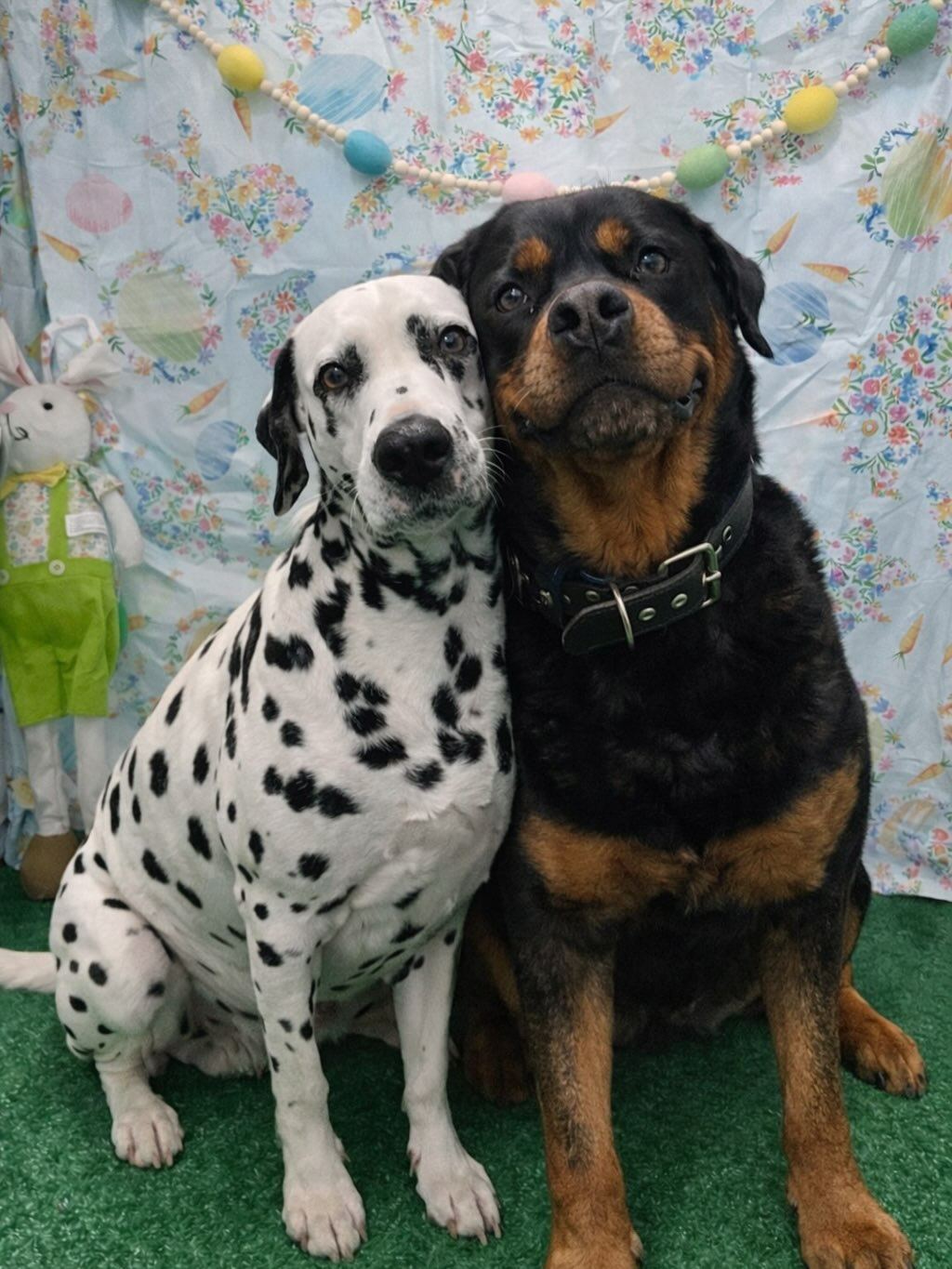 A Dalmatian and a Rottweiler at the Easter photo shoot