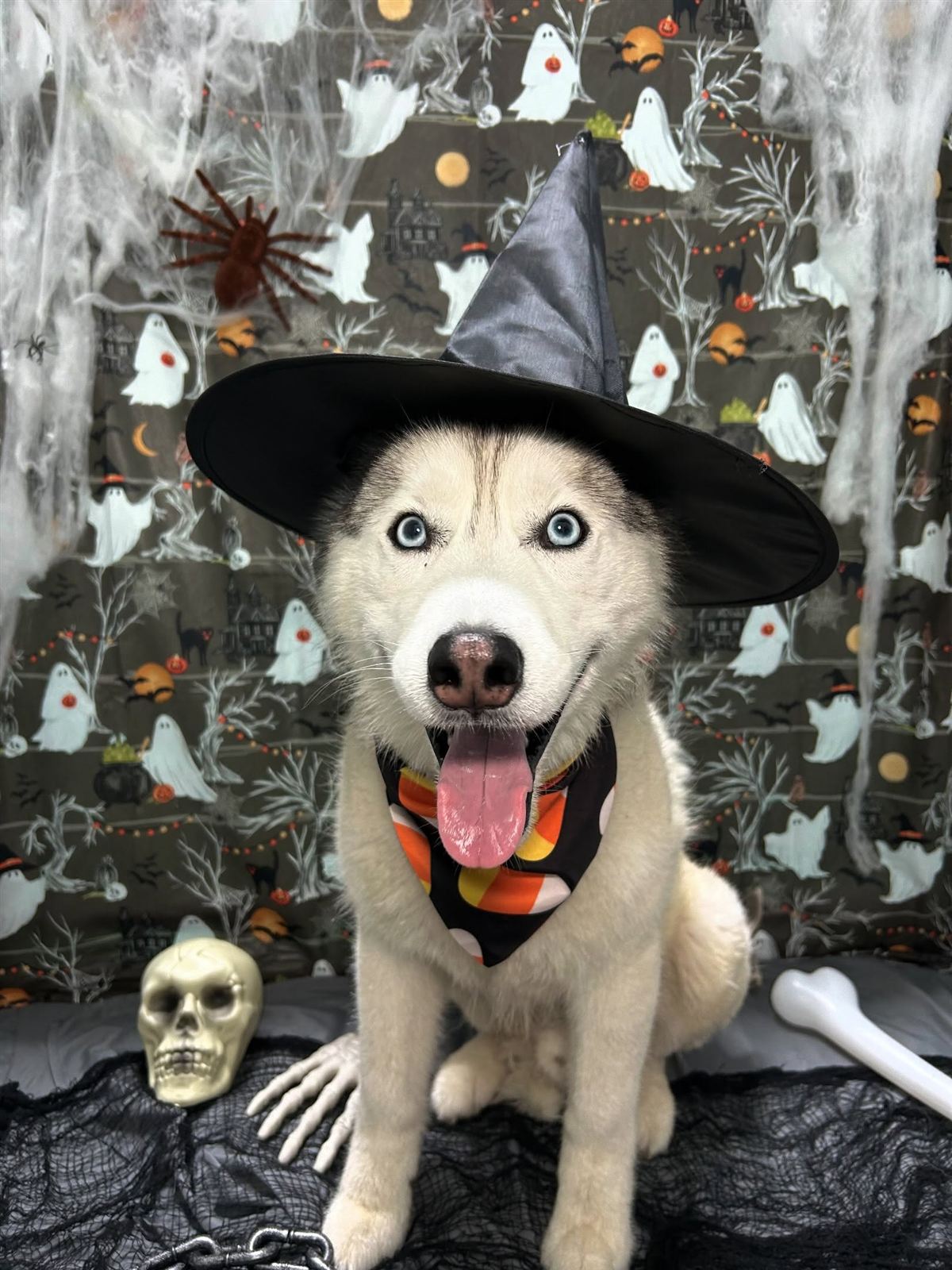 A husky in a witch hat at the Halloween photo shoot
