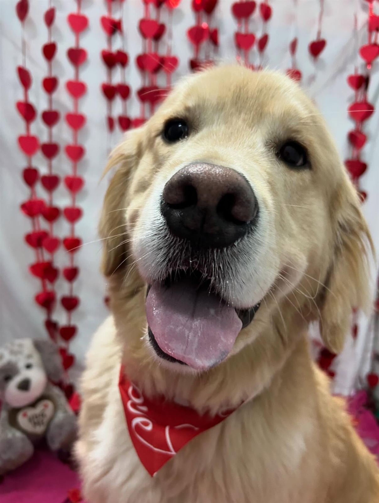 A golden retriever at the Valentine's Day photo shoot