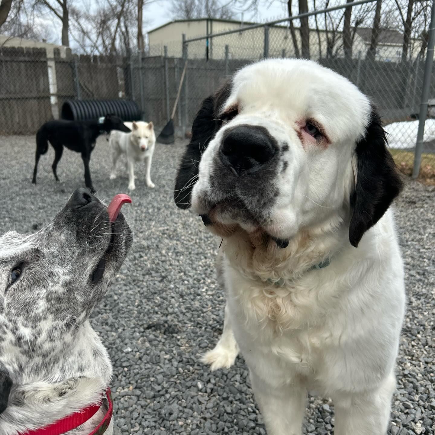 A Saint Bernard greeting the camera in the play yard