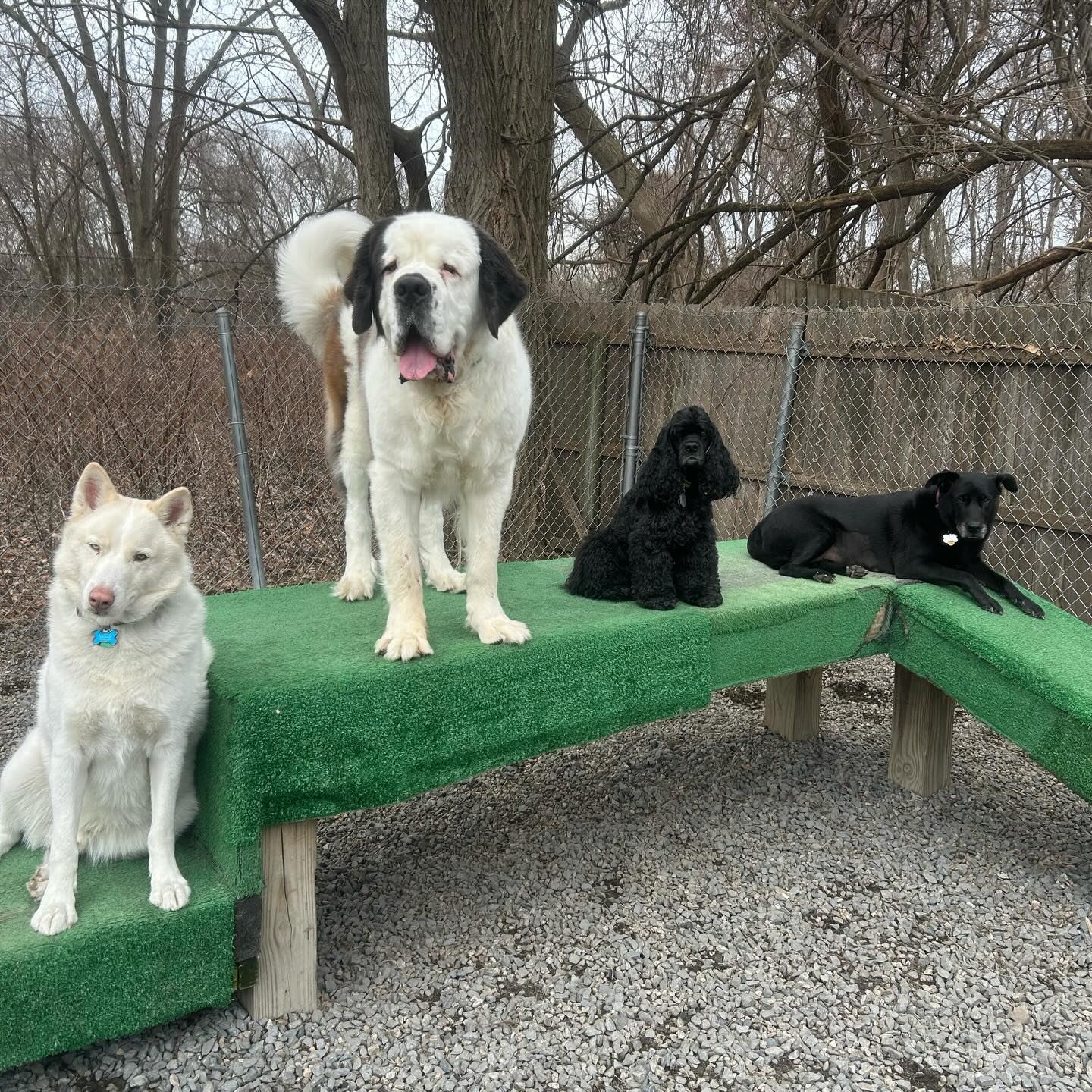 Five dogs at play on the agility platform in the Four Paws daycare yard in Warwick
