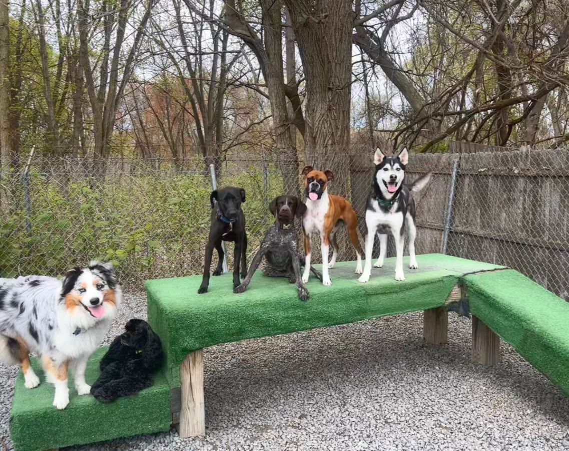 Dogs lined up on the play platform in the daycare yard