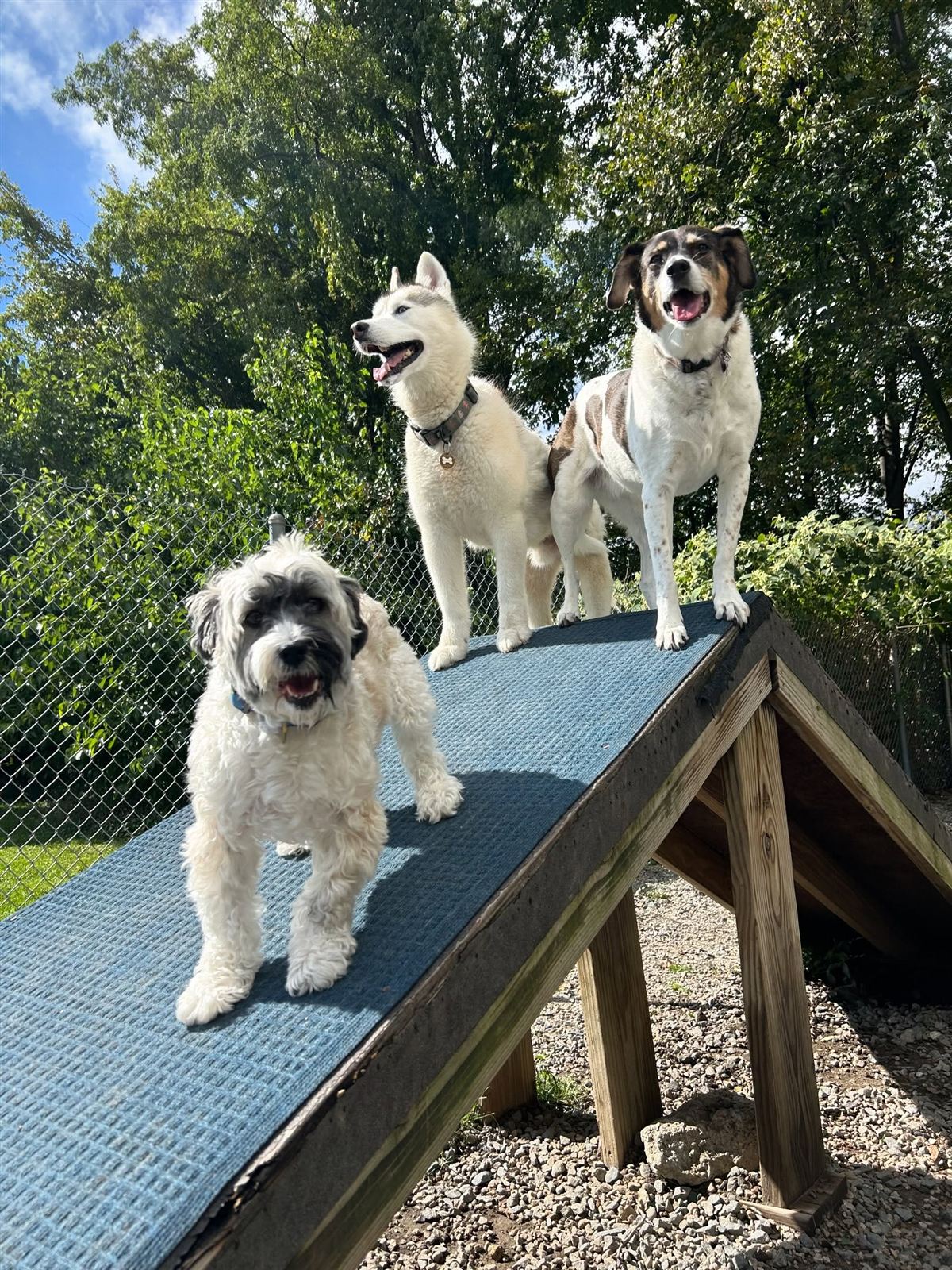 Three dogs on the ramp in the Four Paws play yard